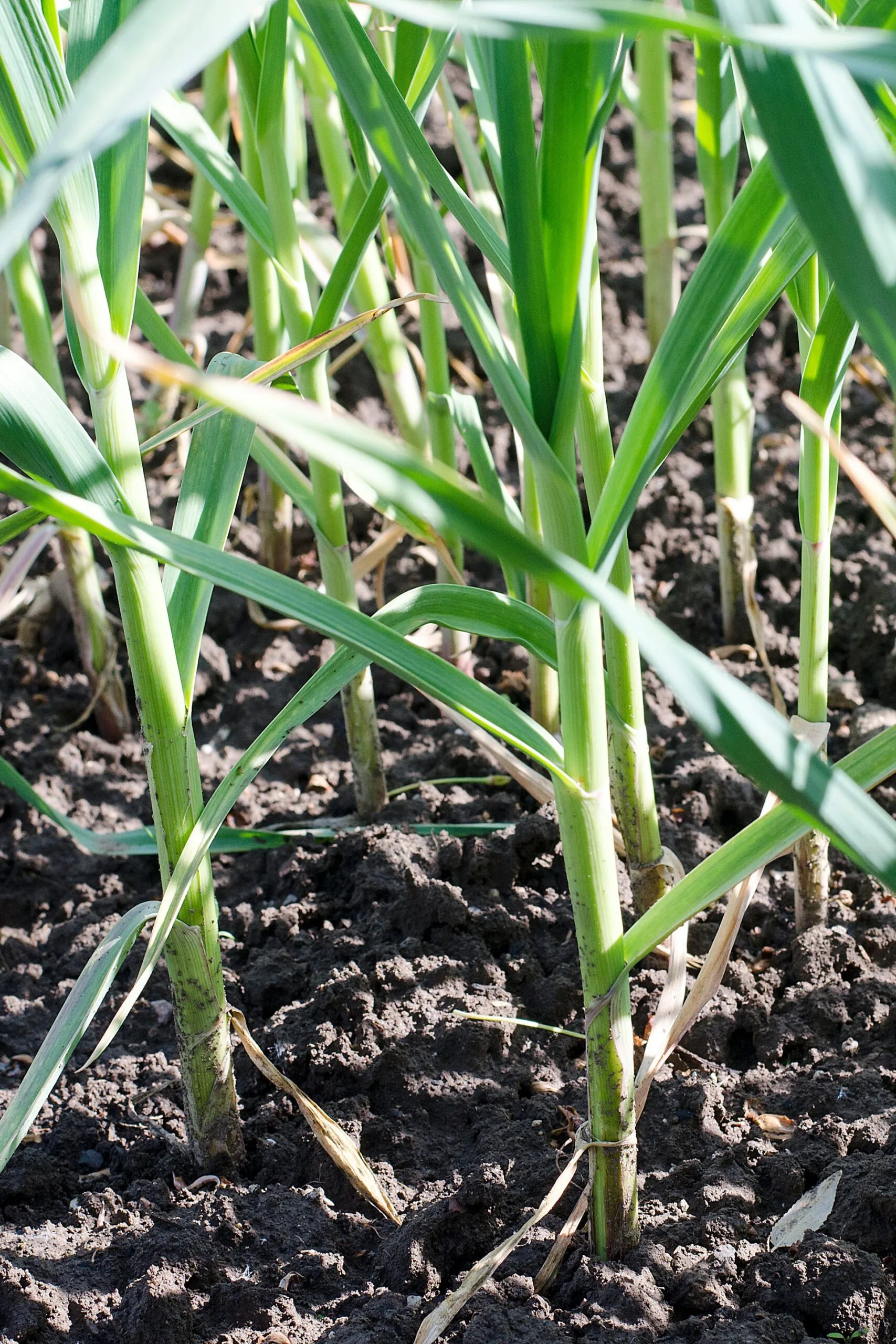 companion planting with garlic plants that are long shoots in rustled soil
