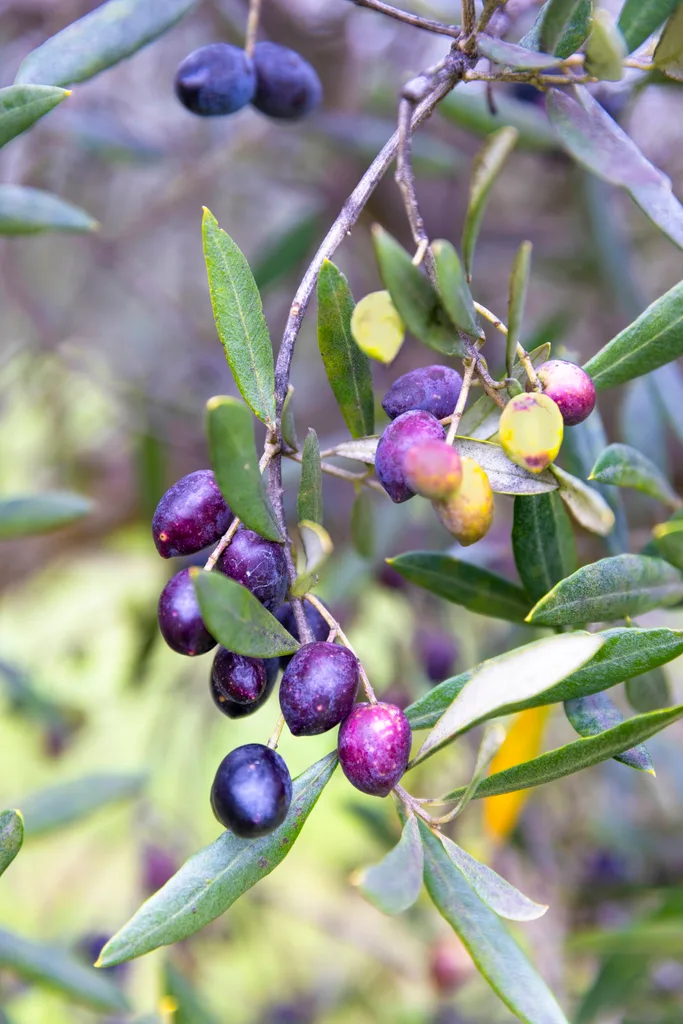 close up of olives on tree in black and green