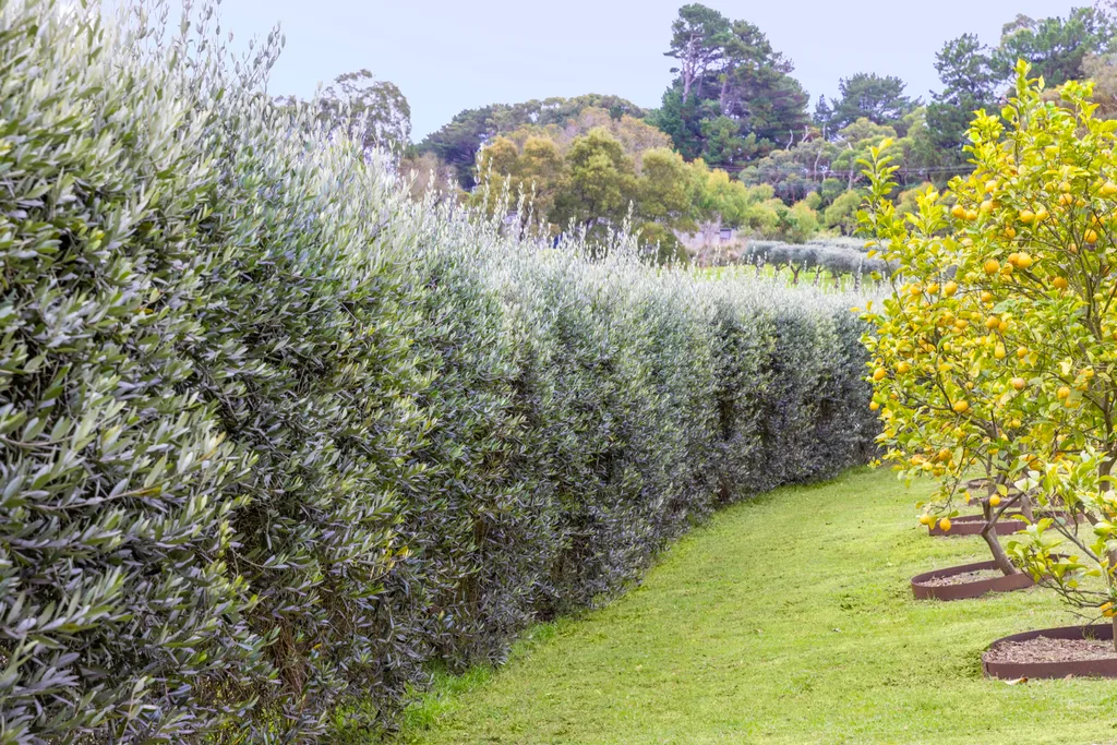 how to grow olives bushes