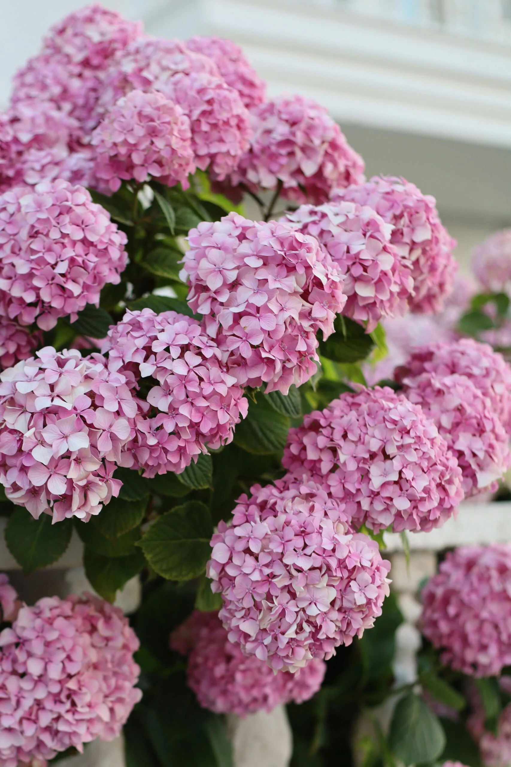 pink hydrangeas in a yard