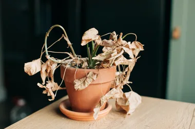 A dead plant in a pot may still be alive, so it's important to check before getting rid of it.