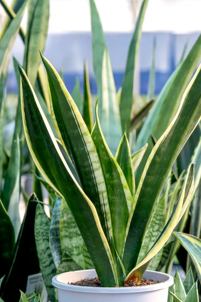 snake plant with dark leaves and rim of yellow