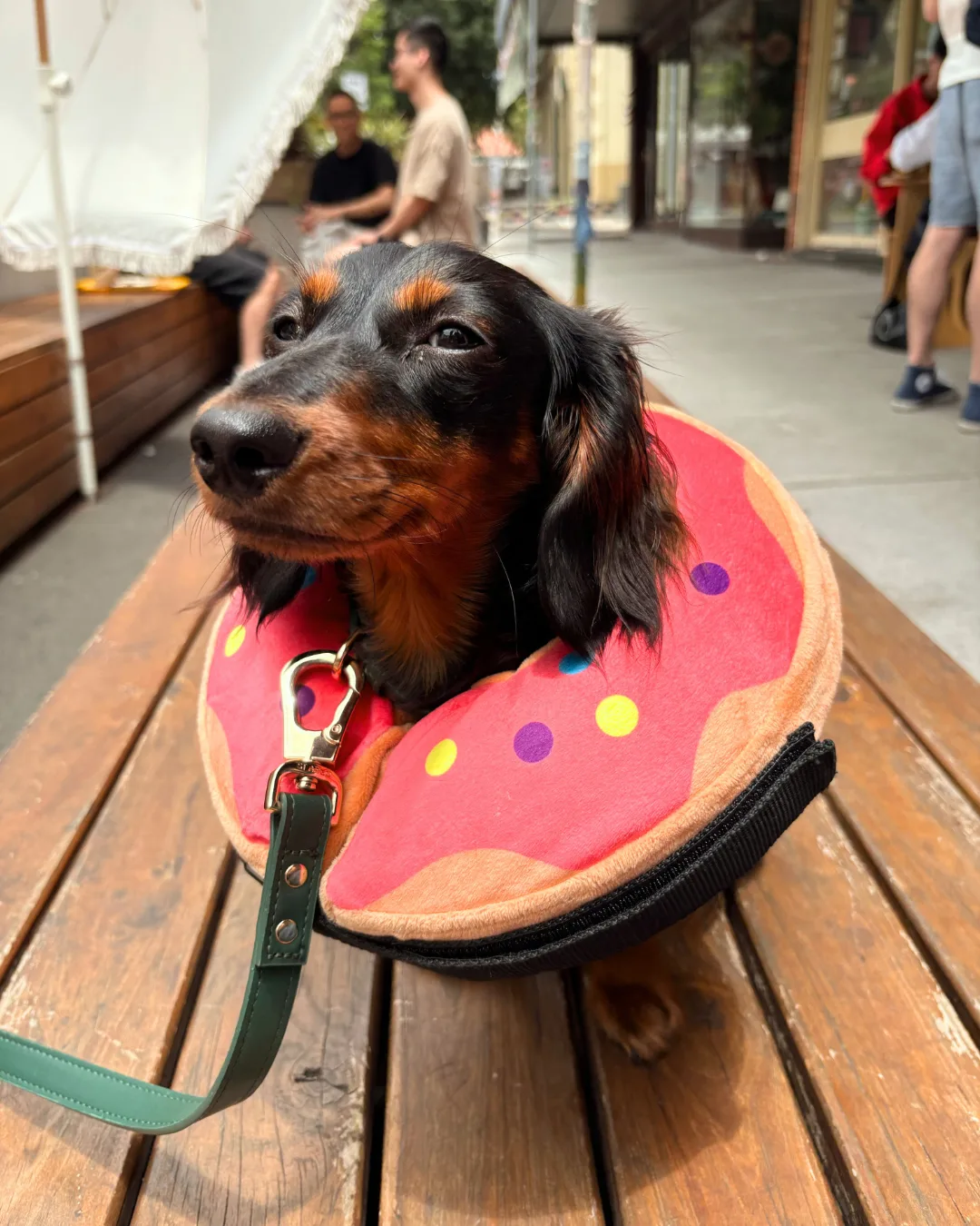 Lola in her inflatabledonut dog cone after being fixed