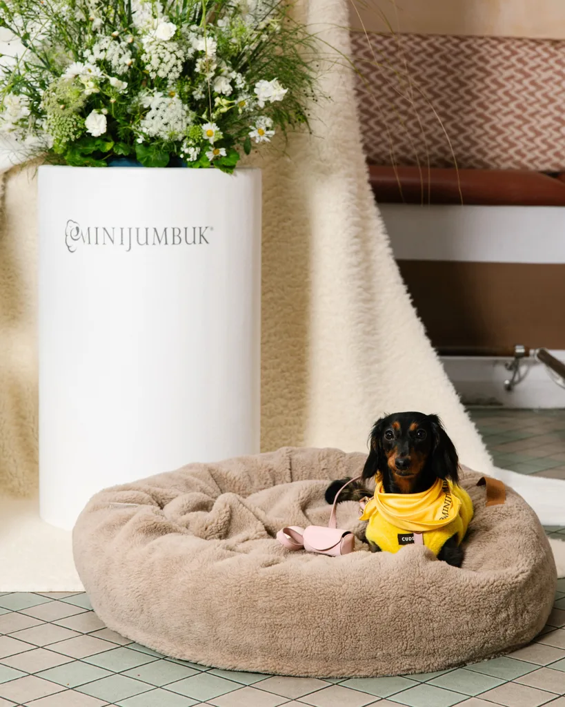 Lola the mini daschund in her favourite dog bed
