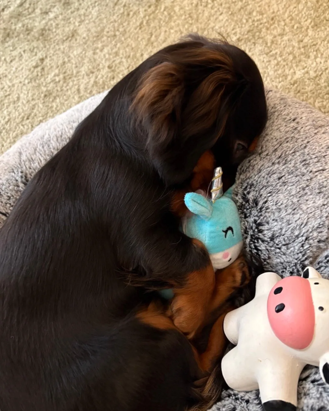Lola with her unicorn dog toy