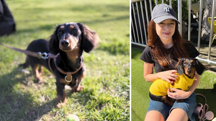 5 pet-proofing hacks I wish I knew before adopting a puppy
