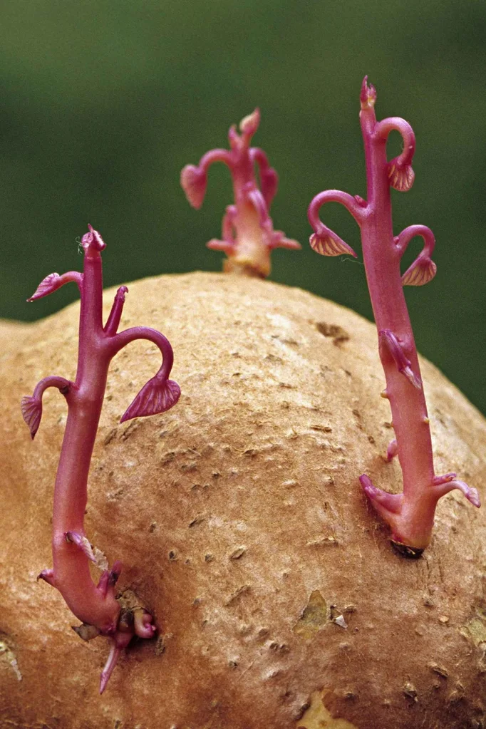 sprouting sweet potato