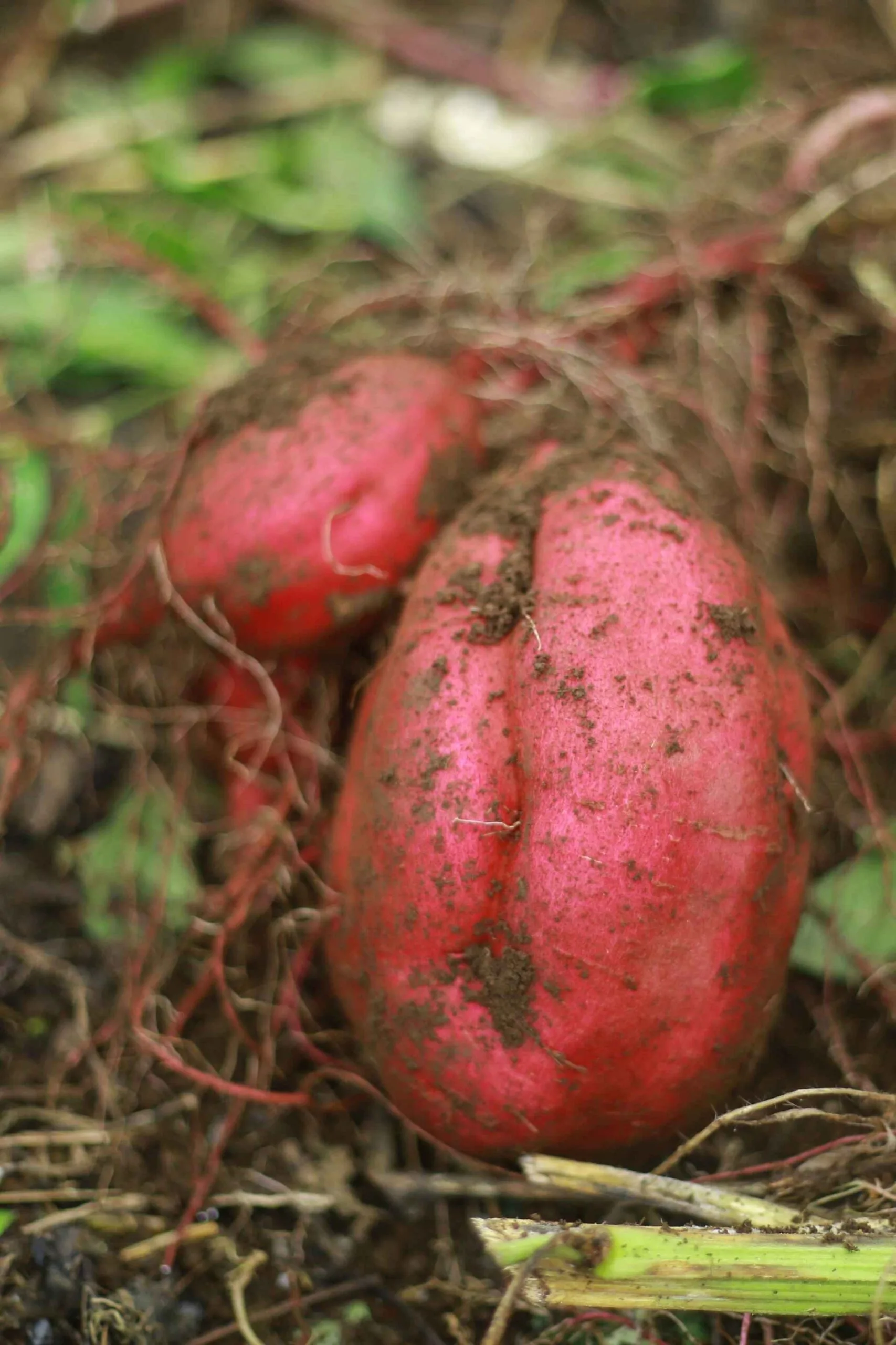 sweet potatoes being harvested