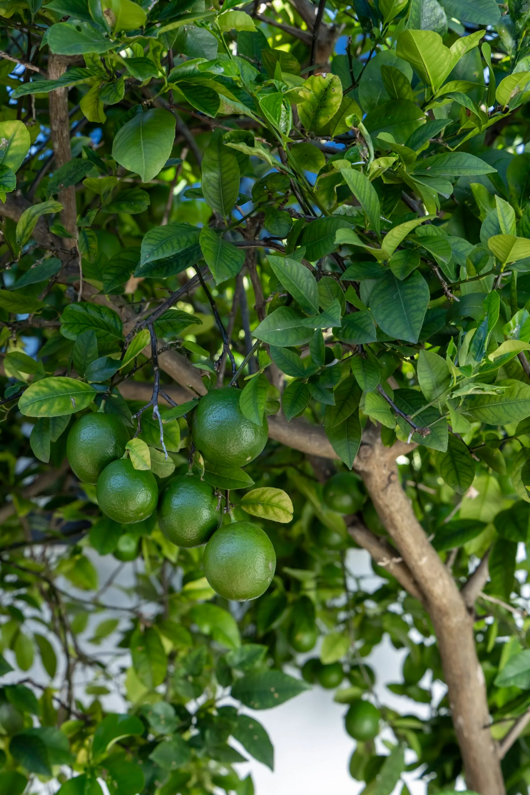 lemon tree with unripe lemons on it