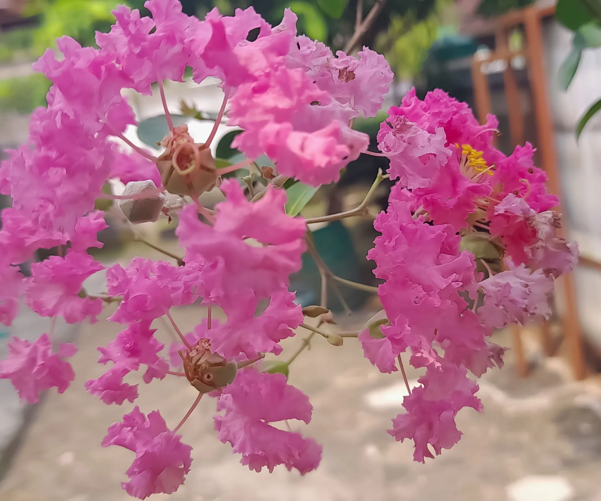 Lagerstroemia Hopi
