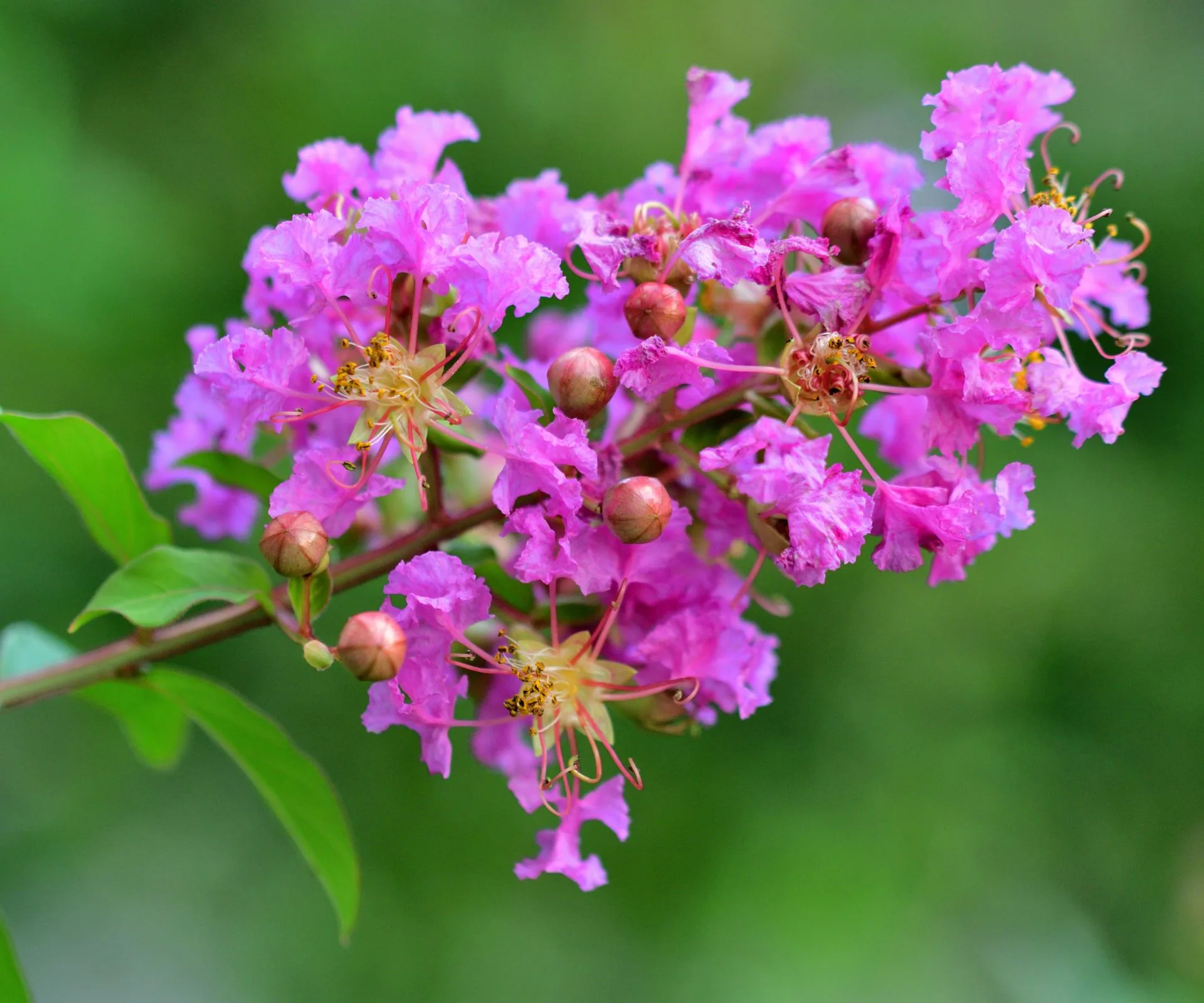 Lagertroemia plants
