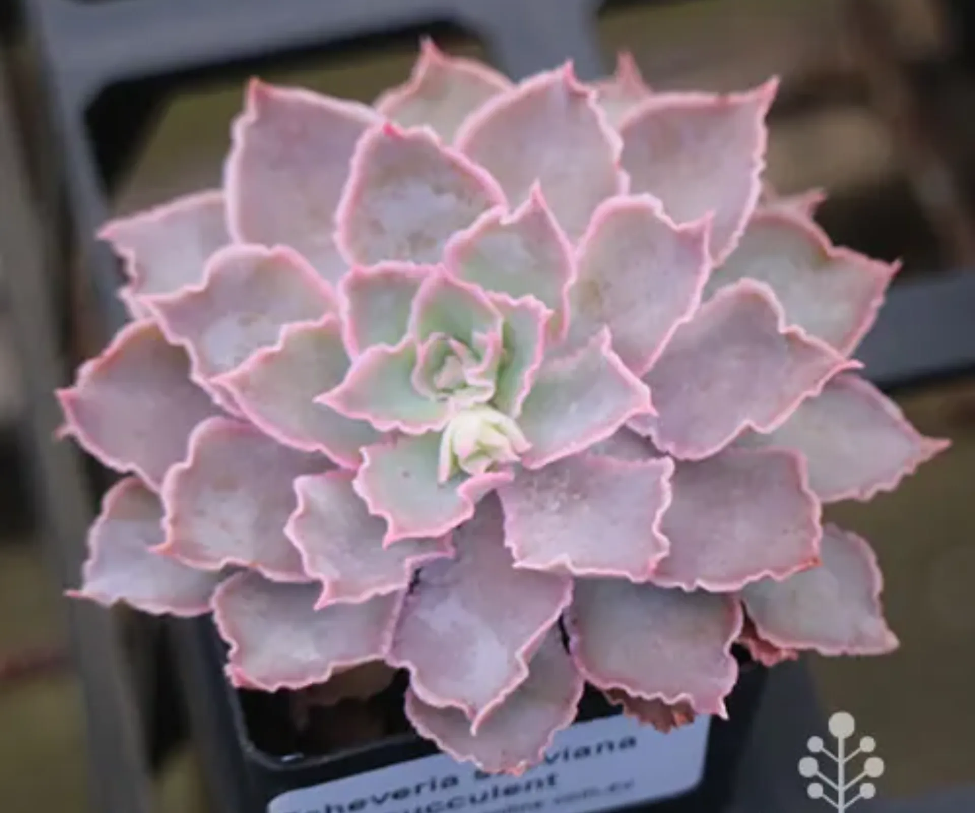 pink succulent