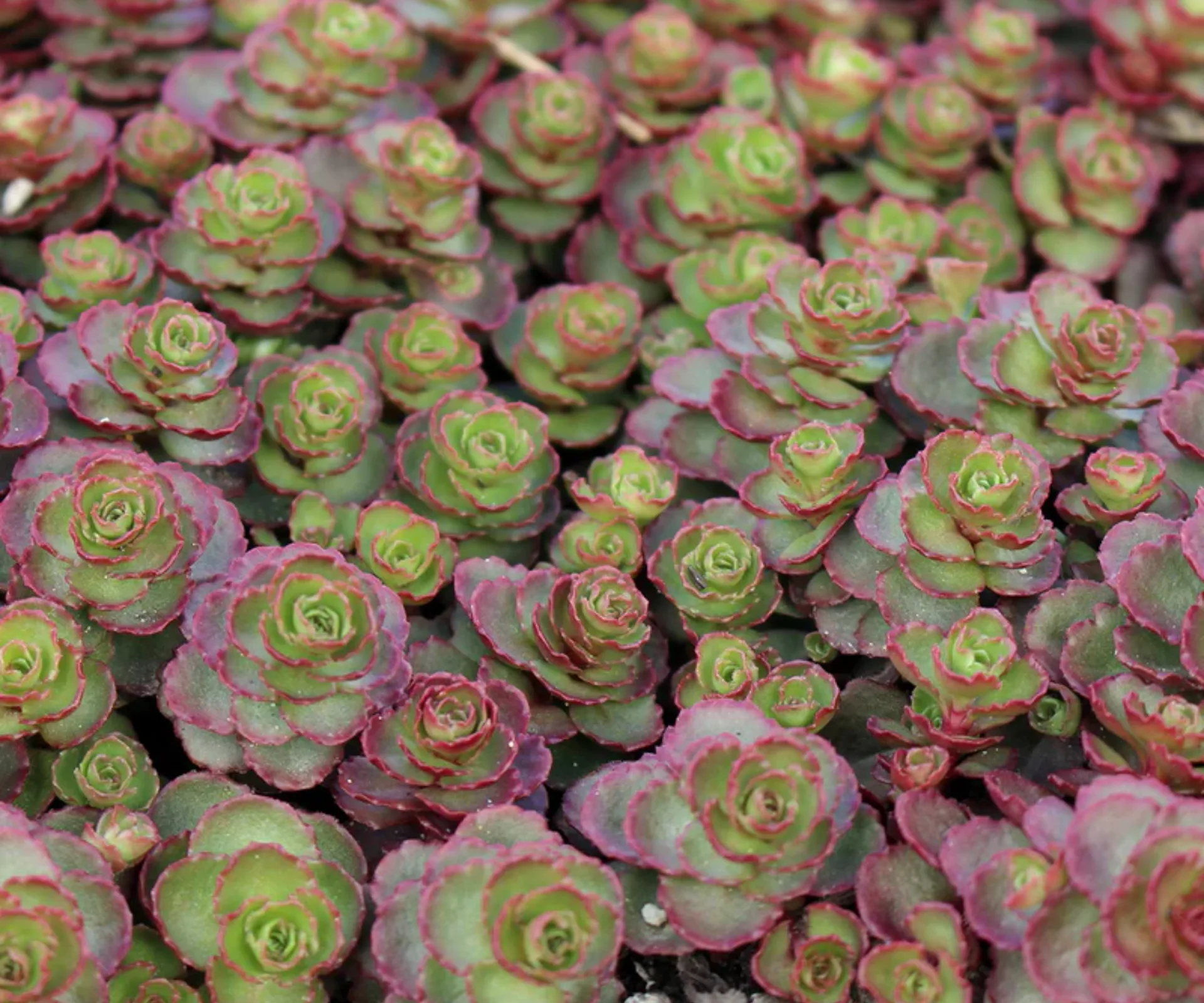 dragon succulent pink