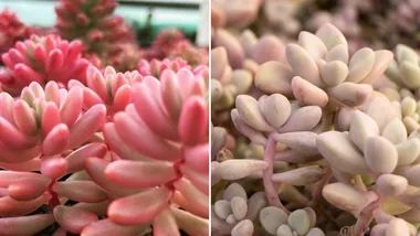 pink succulents