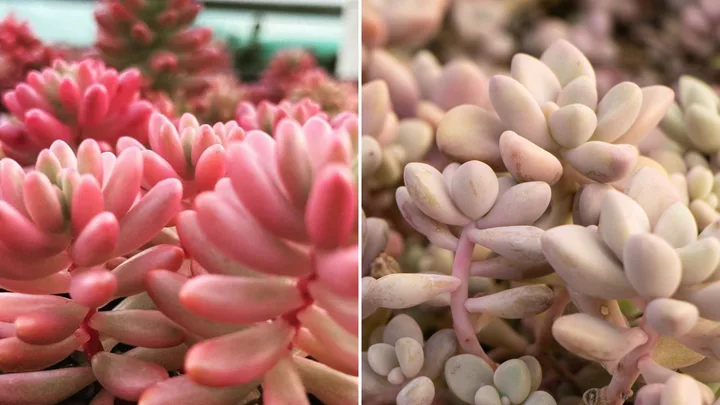 pink succulents