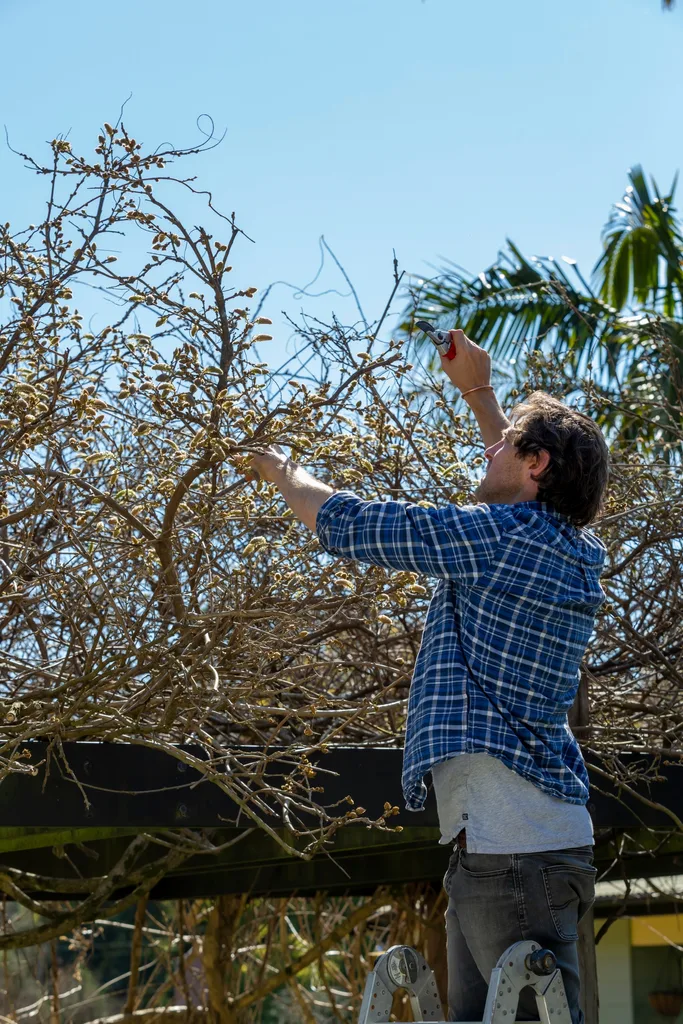 charlie albone standing on ladder pruning wisteria