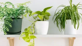 maidenhair fern on a shelf