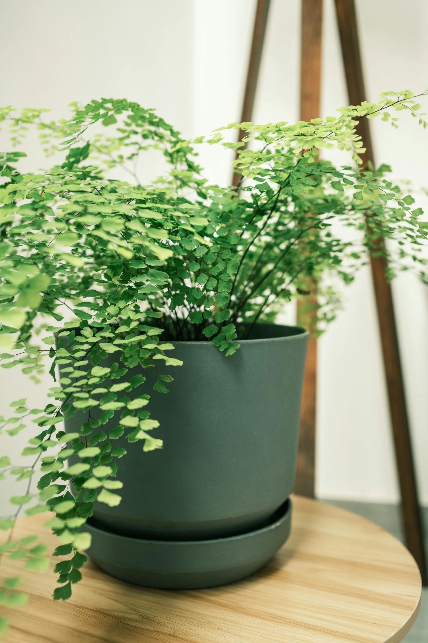 maiden hair fern in a green pot
