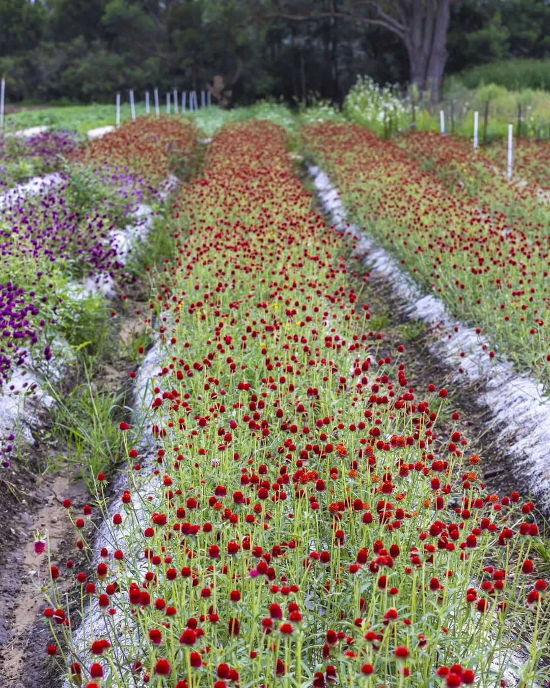 Jonima flower farm