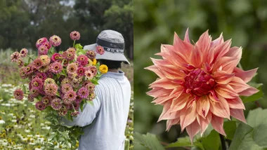 jonima flower farm