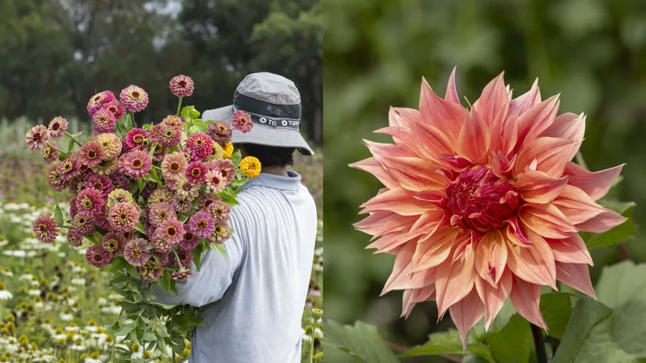 jonima flower farm