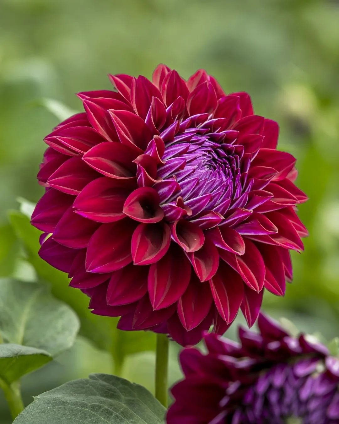 a cut flower from Jonima flower farm