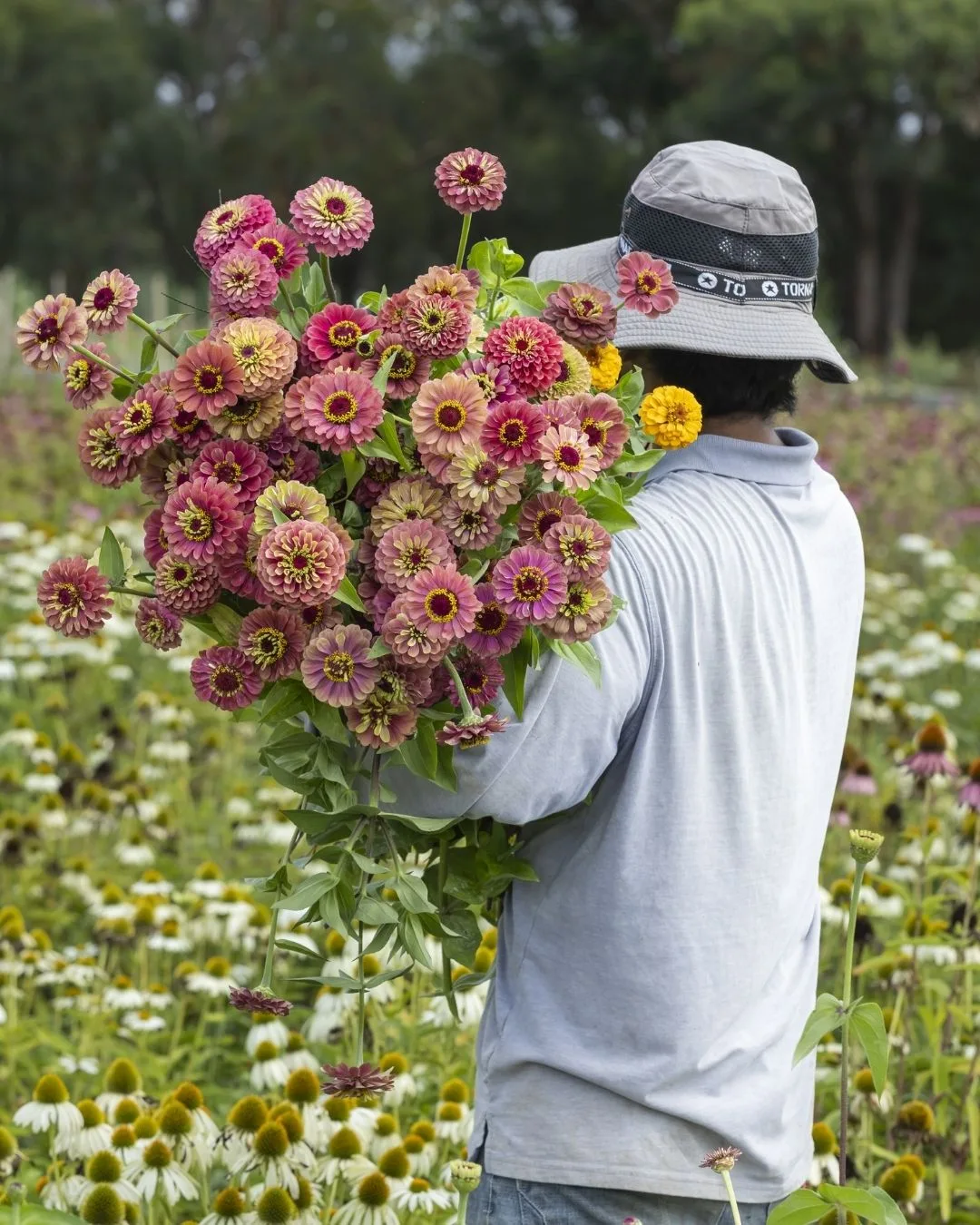Carrying a bunch of fresh cut flowers from jonima flower garden