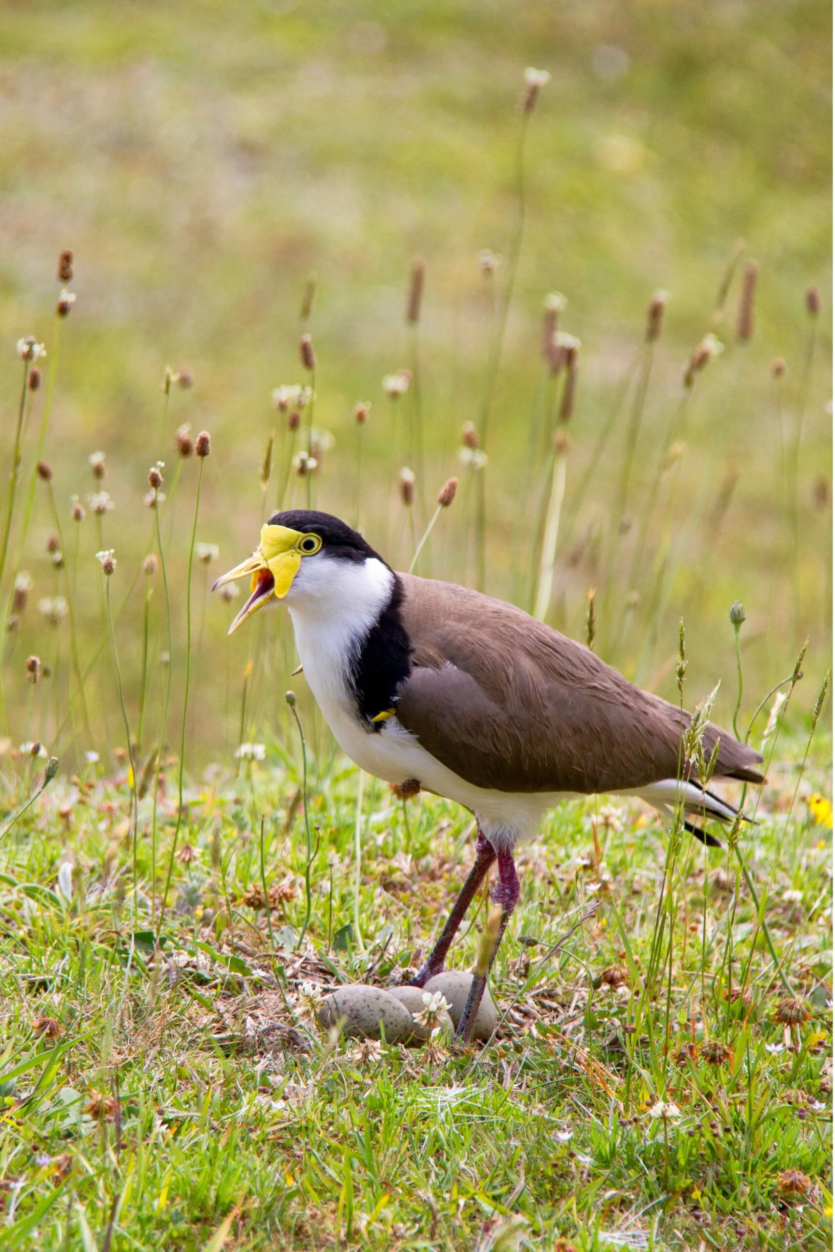 masked lapwings birds