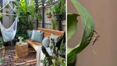 Outdoor courtyard with tropical plants and a close up of a mosquito on a green leaf
