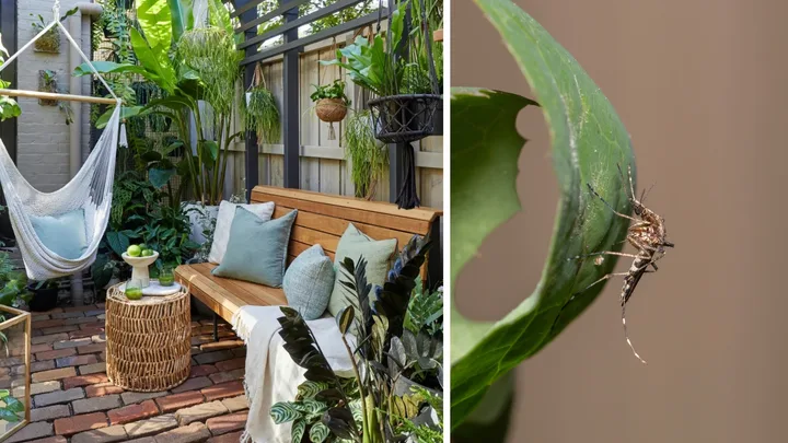Outdoor courtyard with tropical plants and a close up of a mosquito on a green leaf
