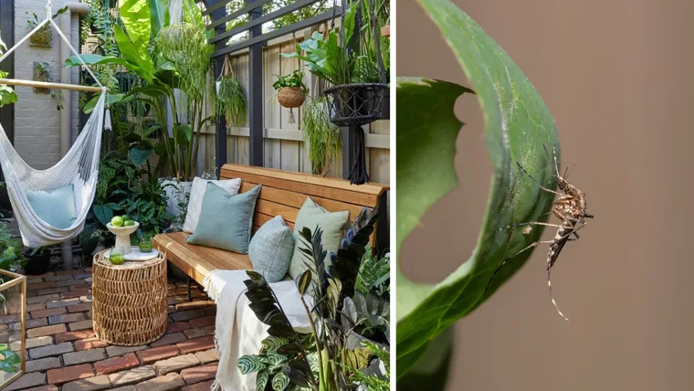 Outdoor courtyard with tropical plants and a close up of a mosquito on a green leaf