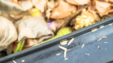 maggots sitting on side of bin with food scraps in it