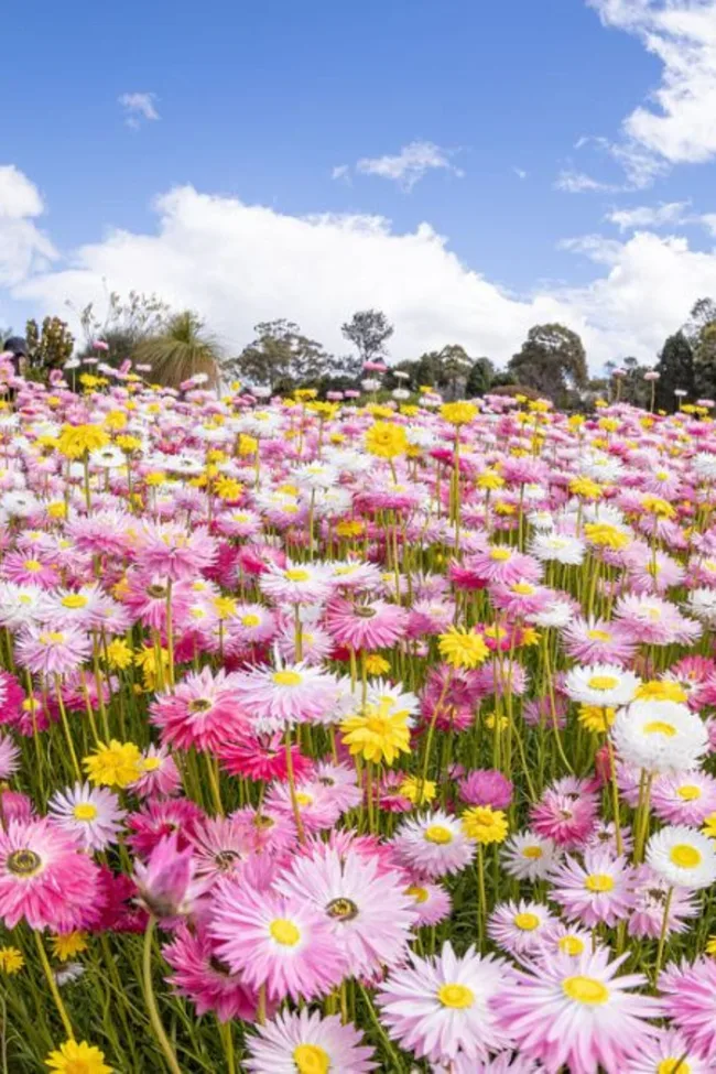 colourful paper daisies
