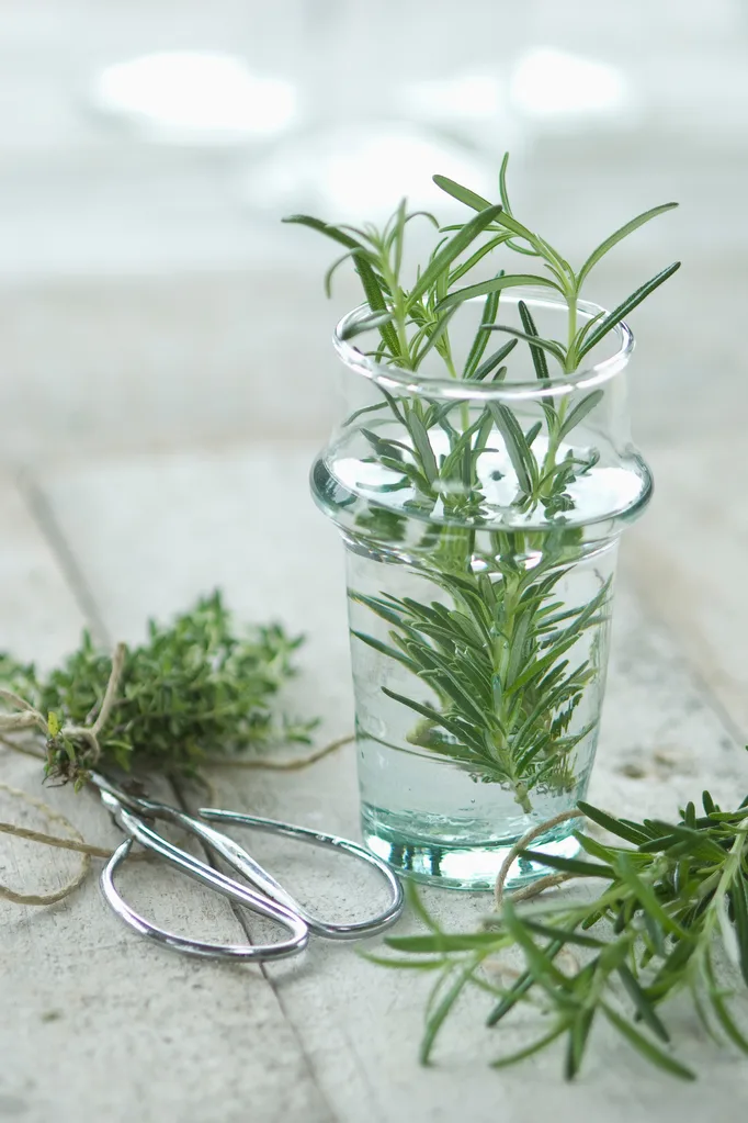 rosemary in water