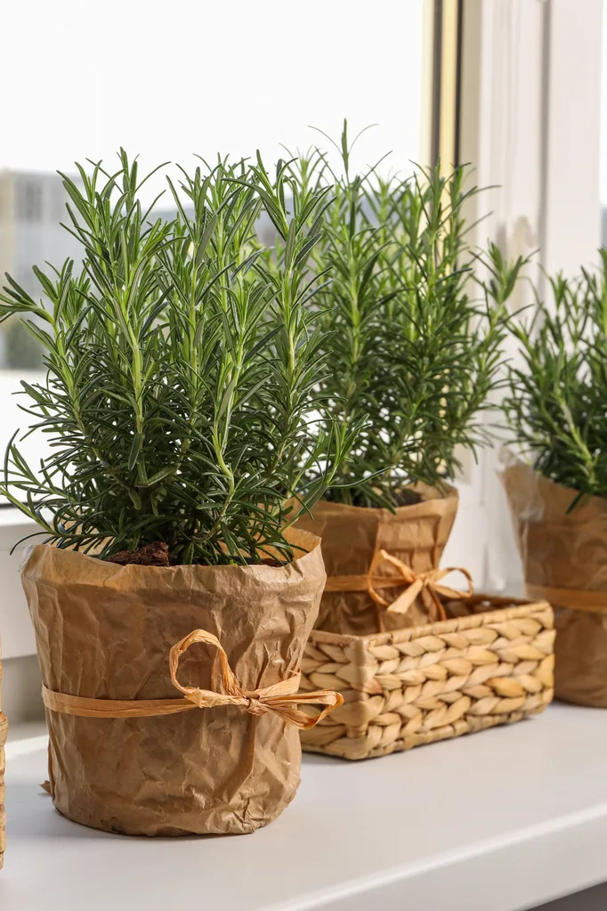 rosemary plants in pots