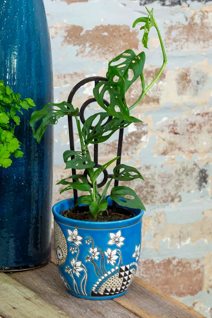 Monstera deliciosa in a blue floral flower pot