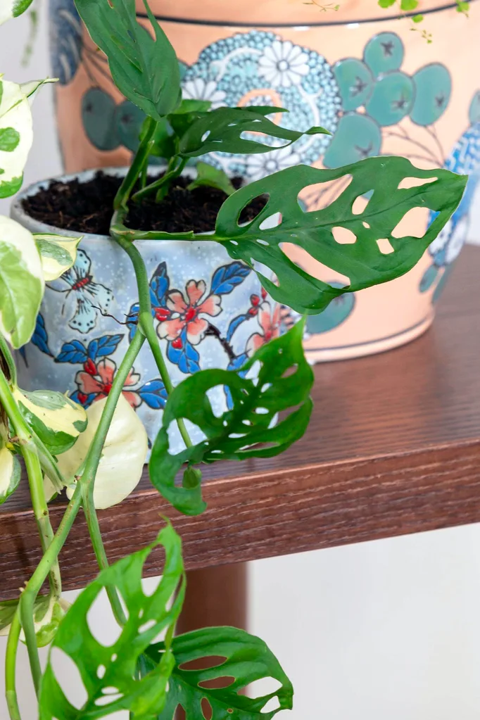 Monstera deliciosa plant in a floral blue flower pot