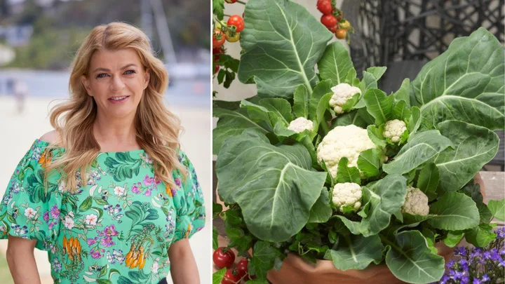 Melissa King’s guide to growing cauliflowers in your backyard