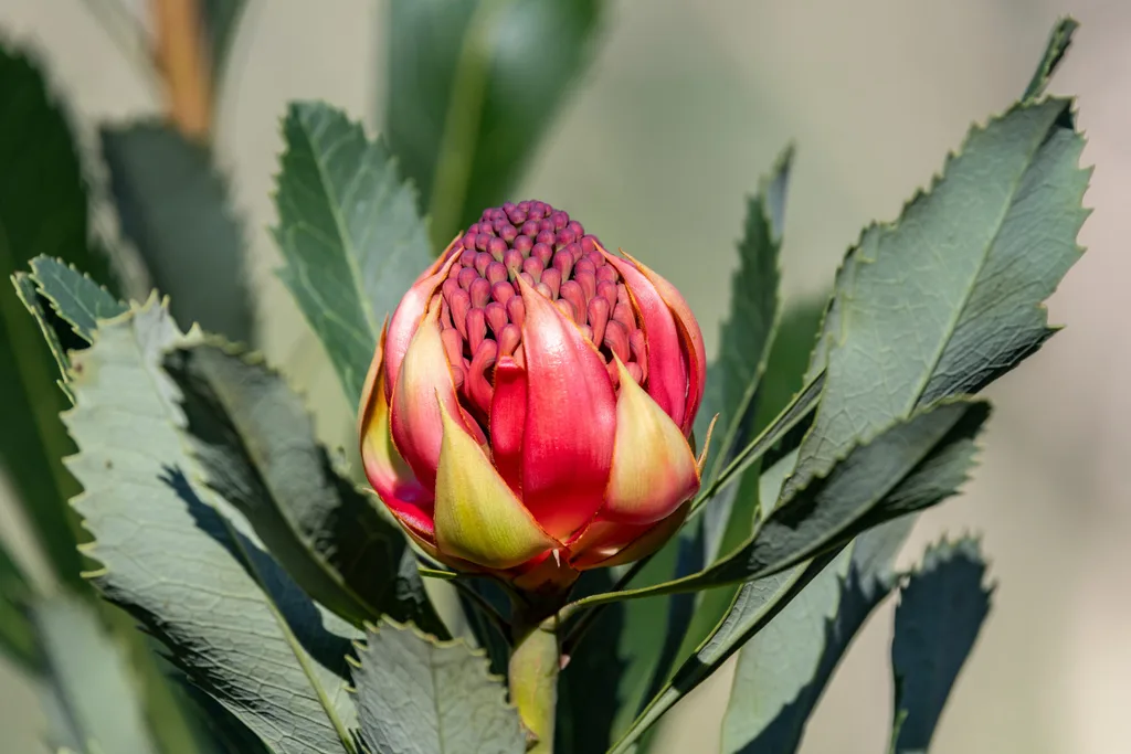 nsw waratah begining to flower with lots of green serrated leaves