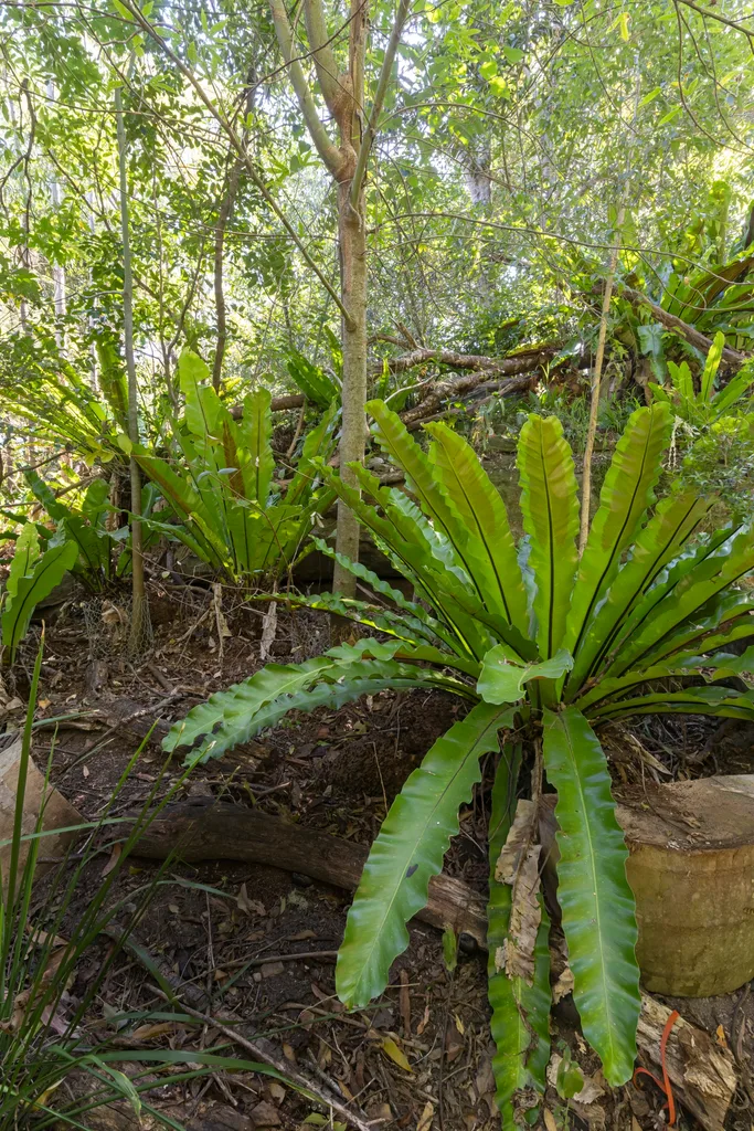 boongala gardens rainforest with giant birds nest fern