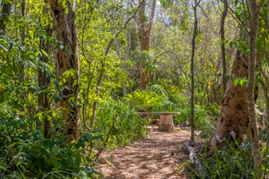 Path through a lush green forest with a wooden bench in the background.
