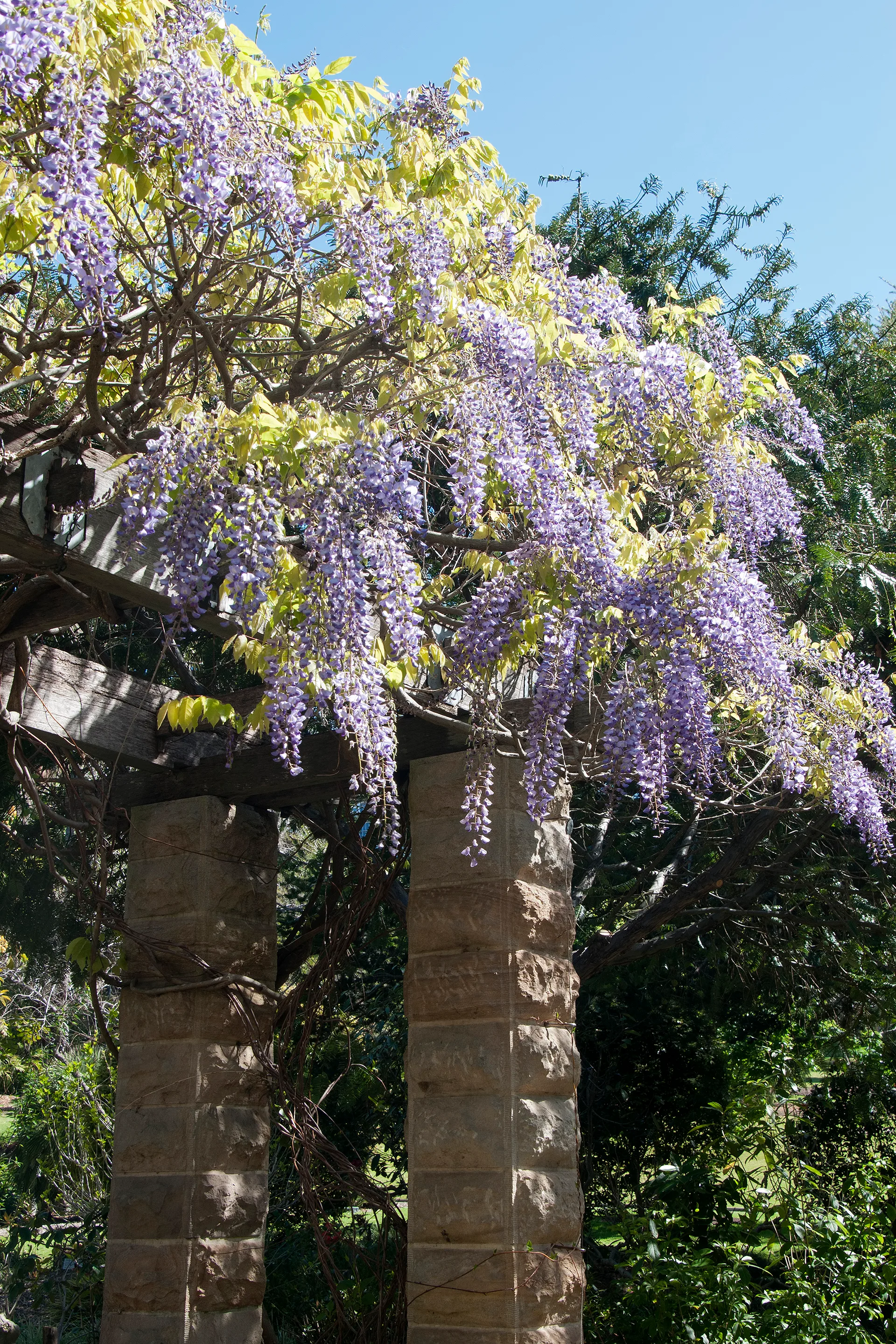Purple wisteria growing on a pergola