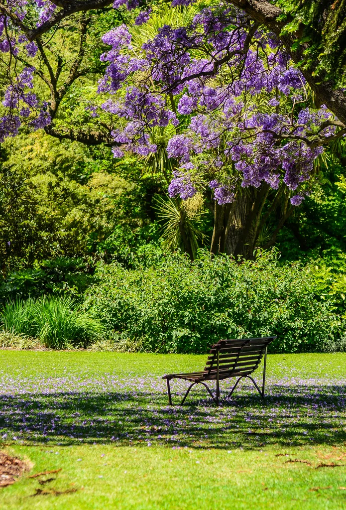 jacaranda tree in melbourne's botanic gardens with chair sitting in front