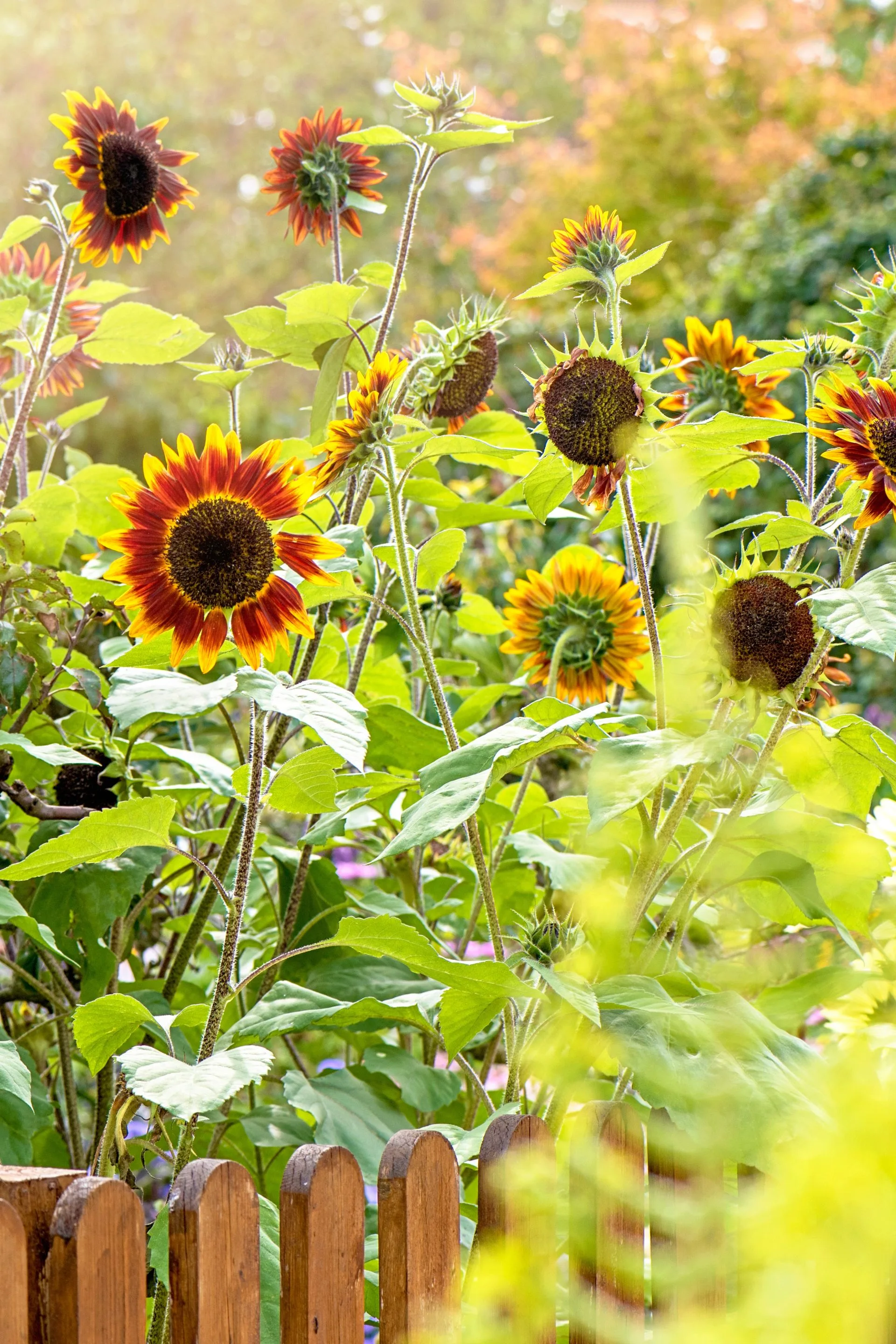 sunflowers
