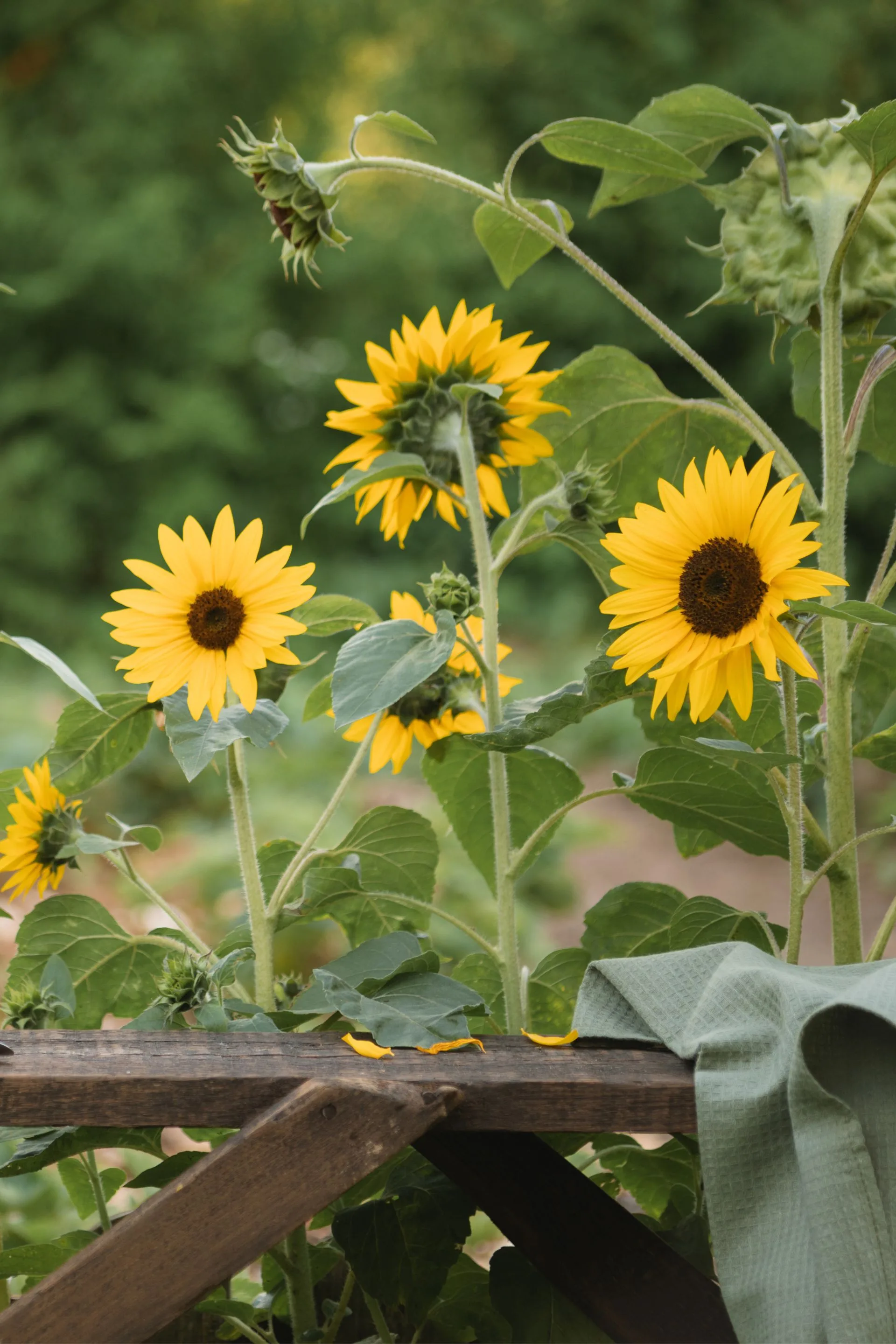 sunflowers