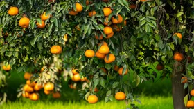 volcano mulching a mandarin tree