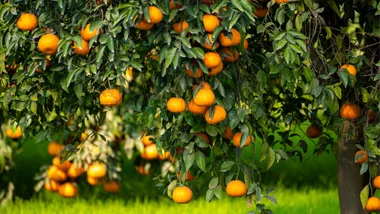 volcano mulching a mandarin tree