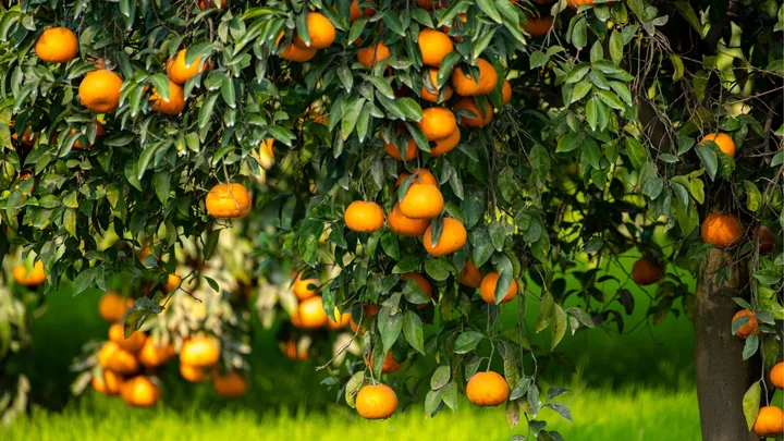 volcano mulching a mandarin tree