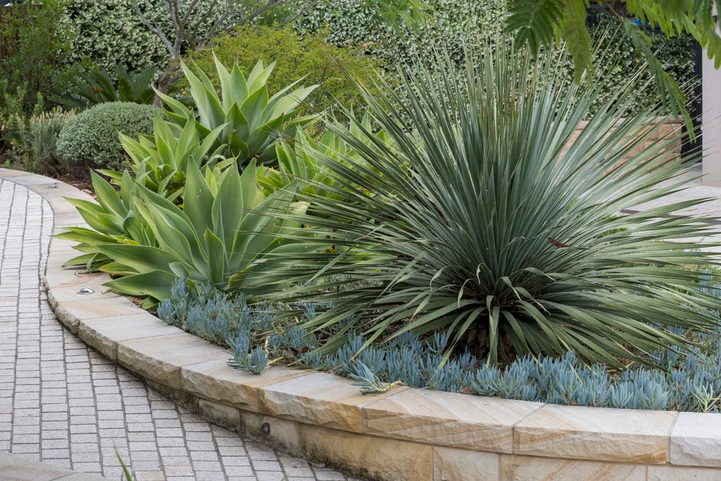 aloe, agave and succulents in a sandstone garden bed