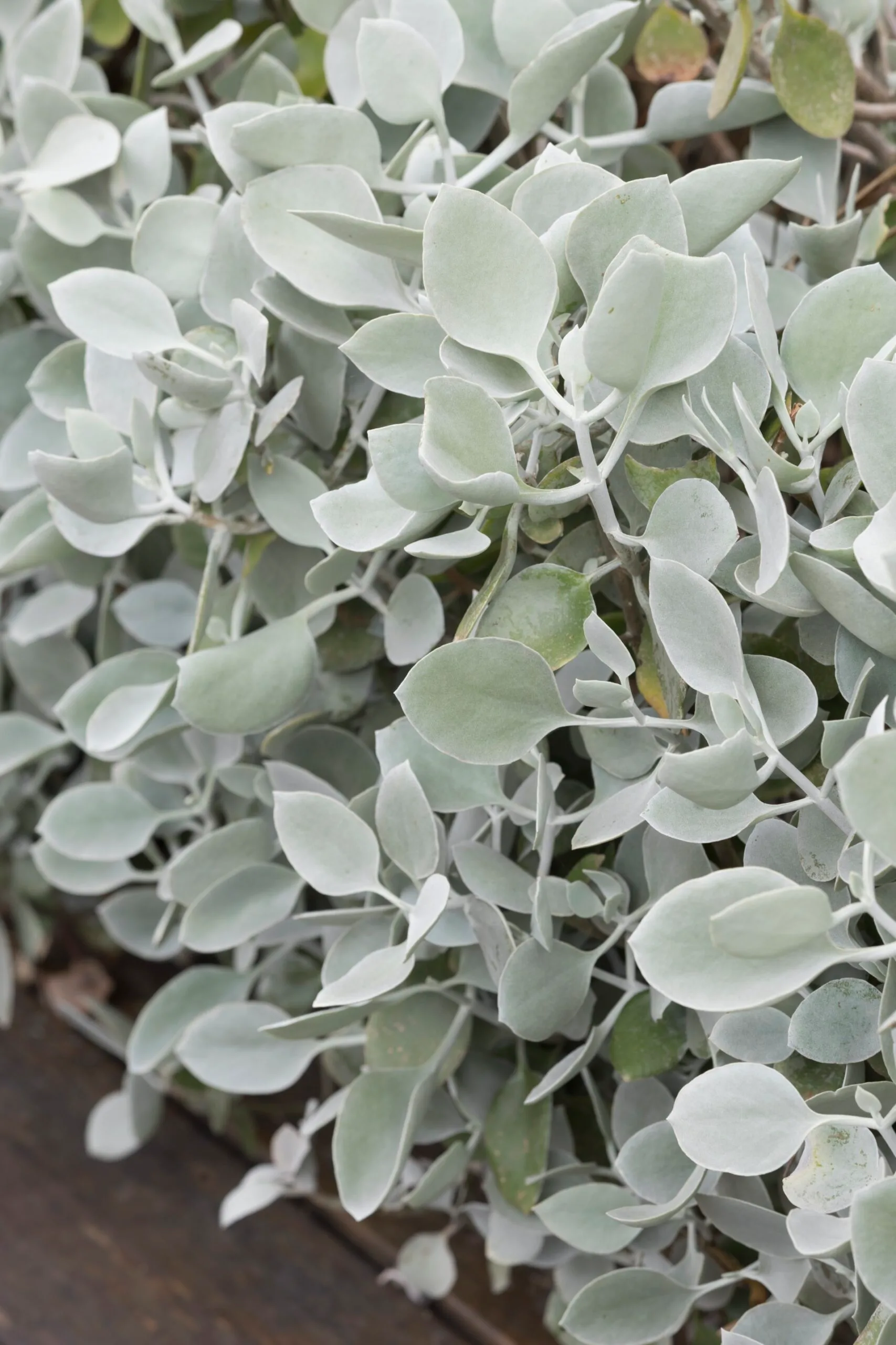 silvery leaves of kalanchoe in a Mediterranean garden